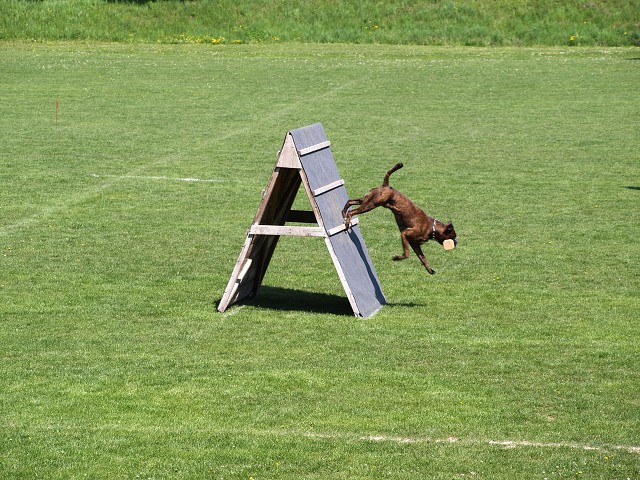 www.atibox.net * www.euroboxer.eu * www.boxergenealogia.eu